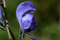 Aconitum napellus